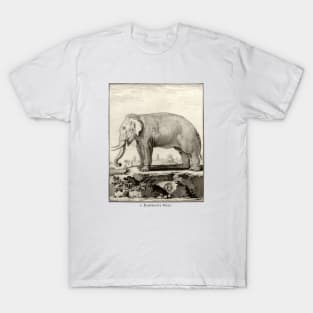 18th C. Male Elephant T-Shirt